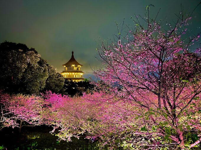 【2025最新】天元宮櫻花景點指南：避開人潮的絕招