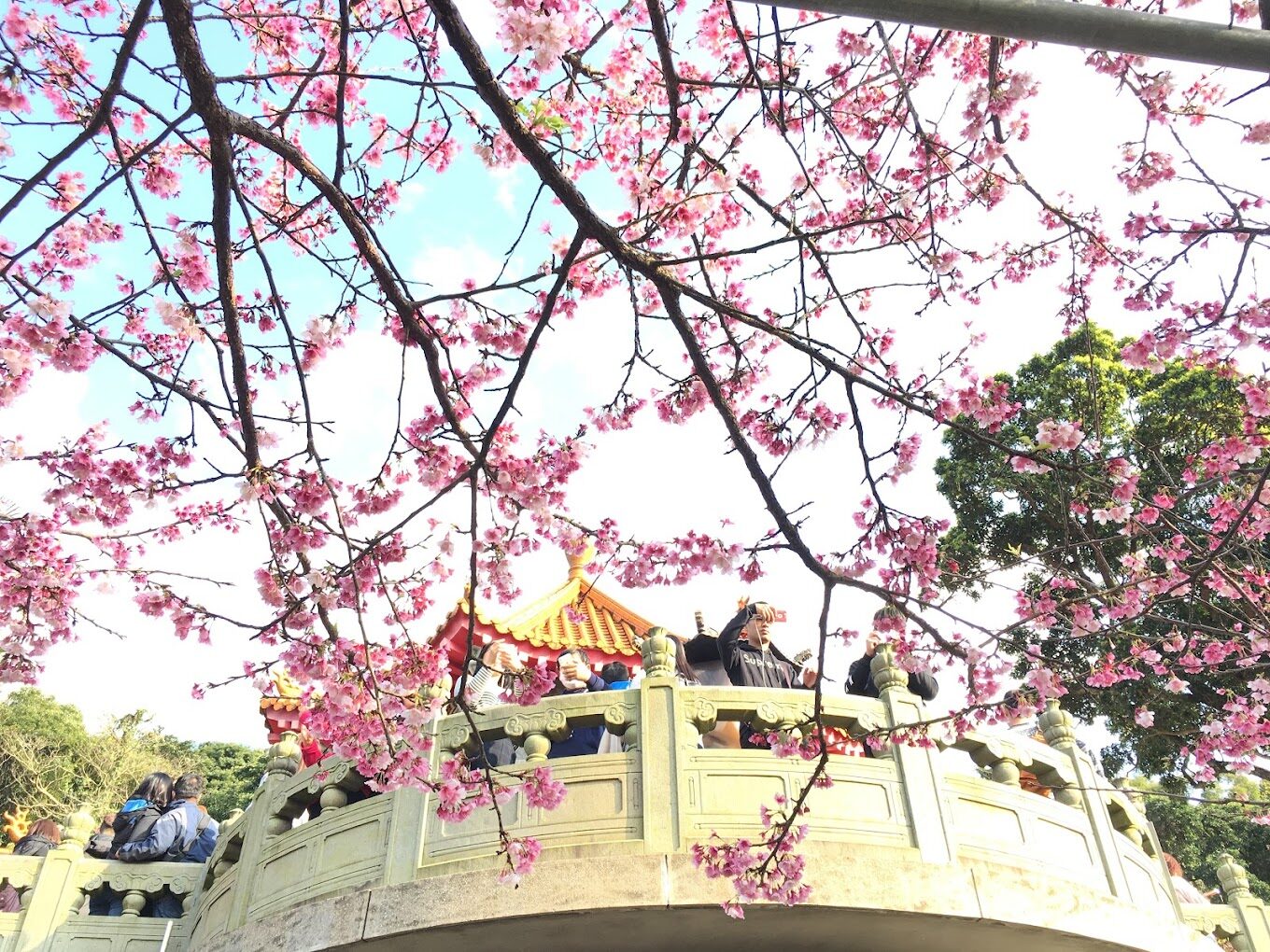 【2025最新】天元宮櫻花景點指南：避開人潮的絕招