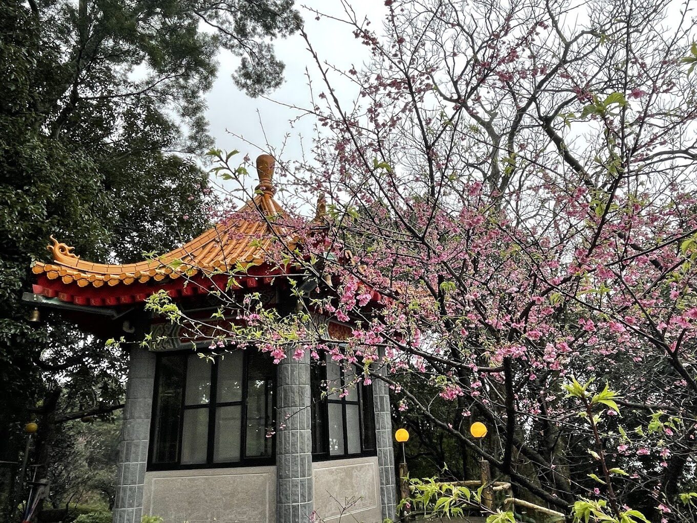 【2025最新】天元宮櫻花景點指南：避開人潮的絕招