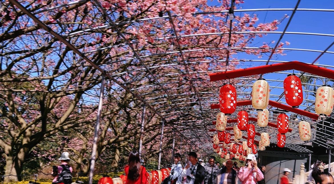 【2025最新】天元宮櫻花景點指南：避開人潮的絕招