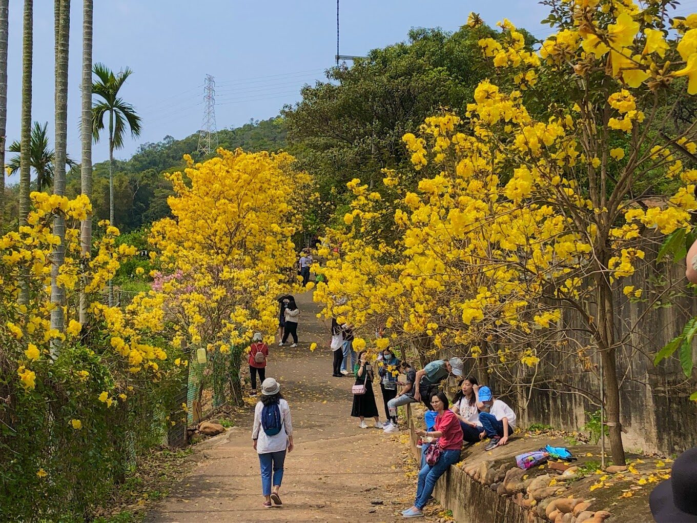 黃花風鈴木必看打卡景點｜原來你不知道的隱藏拍攝點