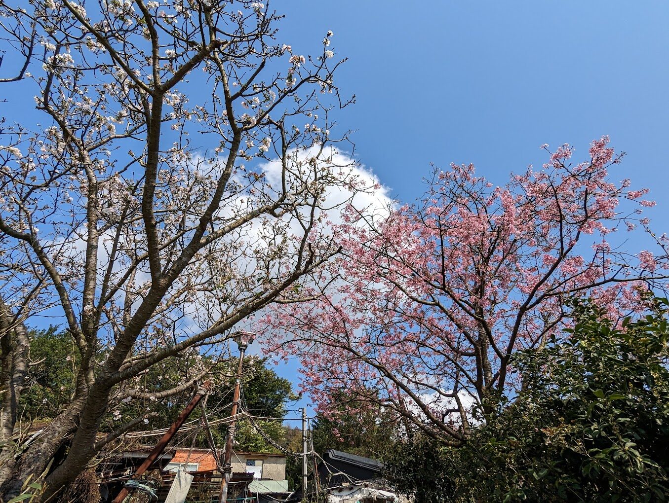 陽明山不容錯過的景點推薦