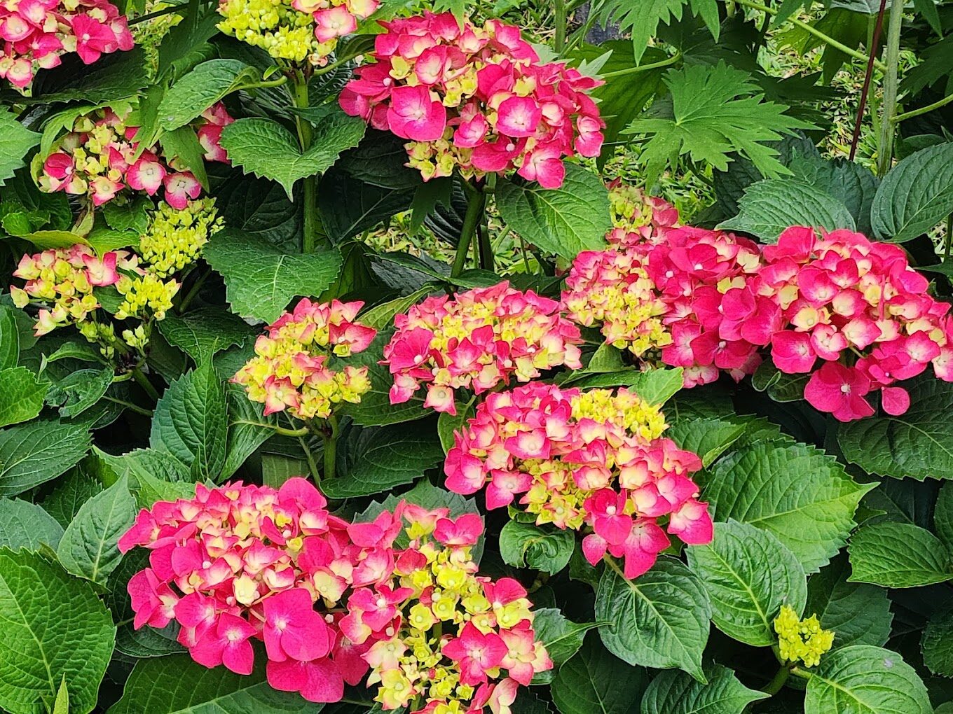 陽明山景點大揭密｜避開人擠人的秘境路線