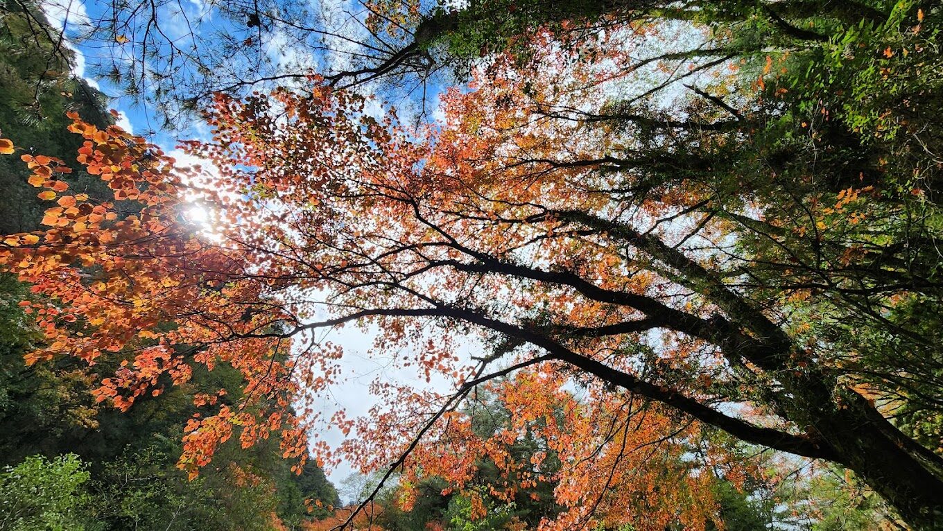 【2025】南投景點必去清單：避開人潮，探索秘境