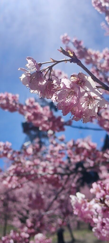 【2025】福壽山農場必遊景點：不能錯過的自然奇觀和在地美食