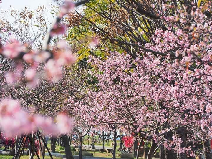 中科崴立櫻花公園攻略｜揭開不為人知的必遊亮點