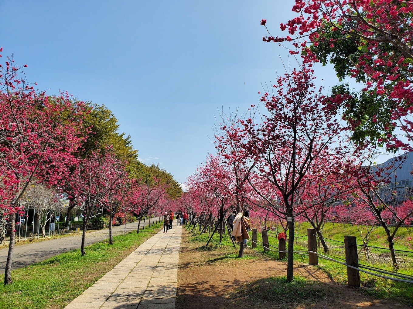 中科崴立櫻花公園攻略｜揭開不為人知的必遊亮點
