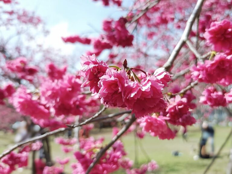 中科崴立櫻花公園攻略｜揭開不為人知的必遊亮點