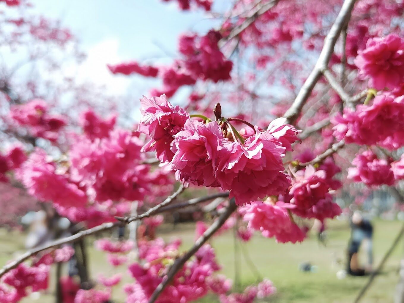 中科崴立櫻花公園攻略｜揭開不為人知的必遊亮點