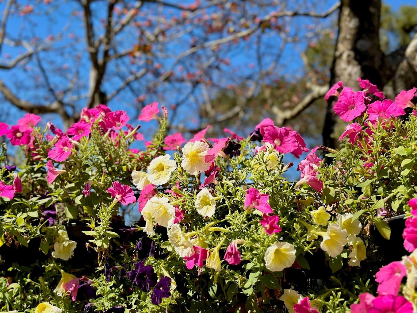 驚艷的東勢林場景點：不可錯過的秘境探索指南