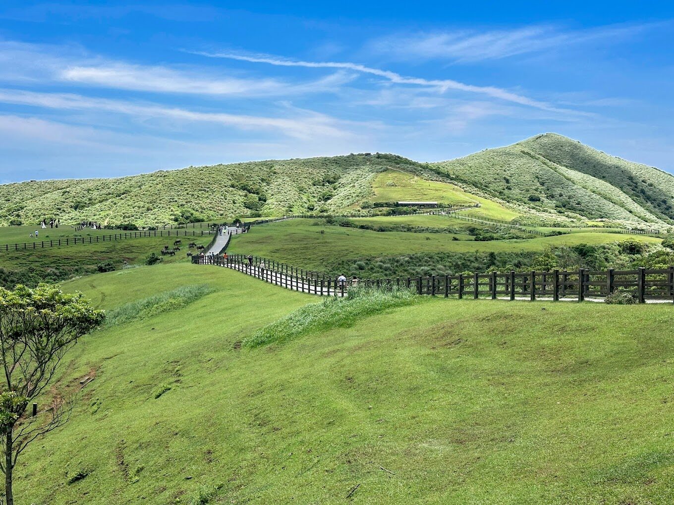 擎天崗探秘：絕對不容錯過的自然美景