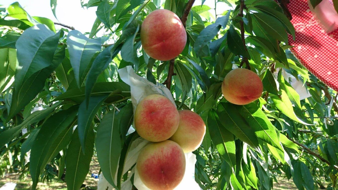 2025桃園必遊景點｜絕對不能錯過的隱藏亮點