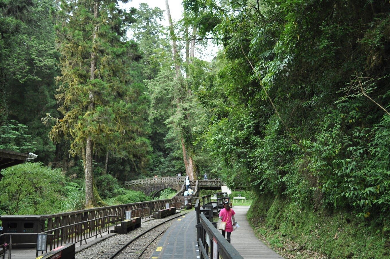 【2025】探索阿里山不可錯過的秘境｜避免走錯路的旅遊指南