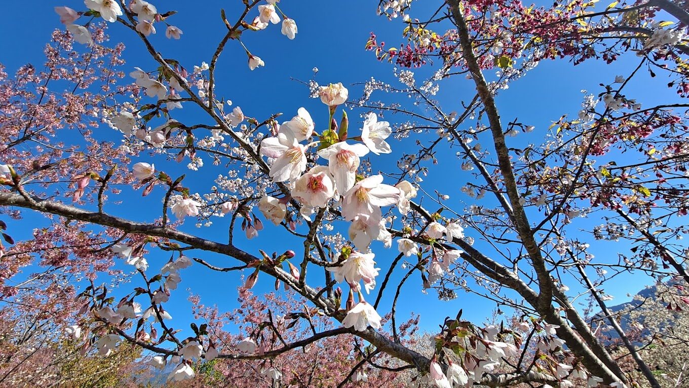 福壽山農場必遊景點｜探索自然與文化的完美融合