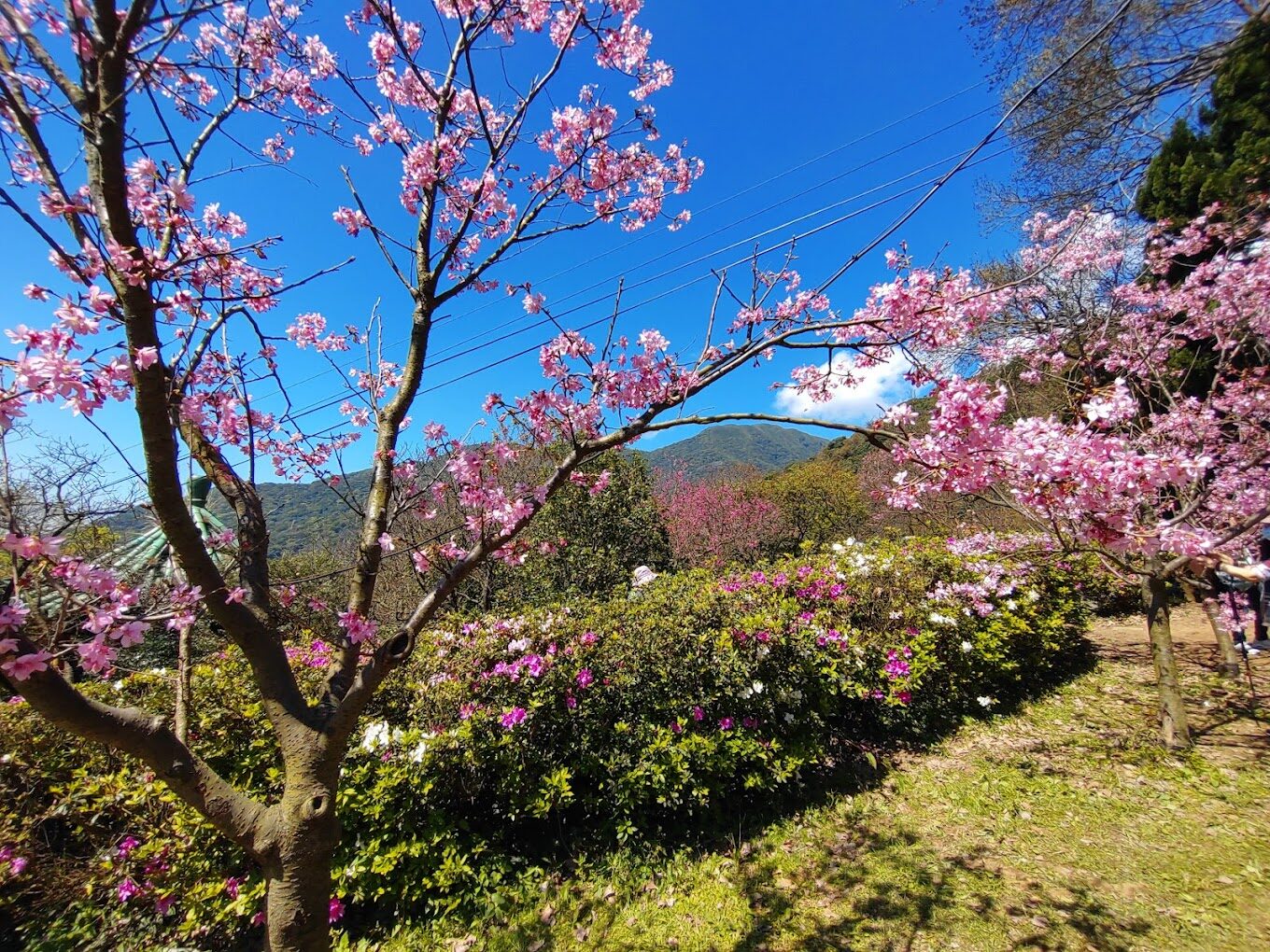 八重櫻旅遊指南｜不可錯過的賞櫻秘境與在地美食推薦