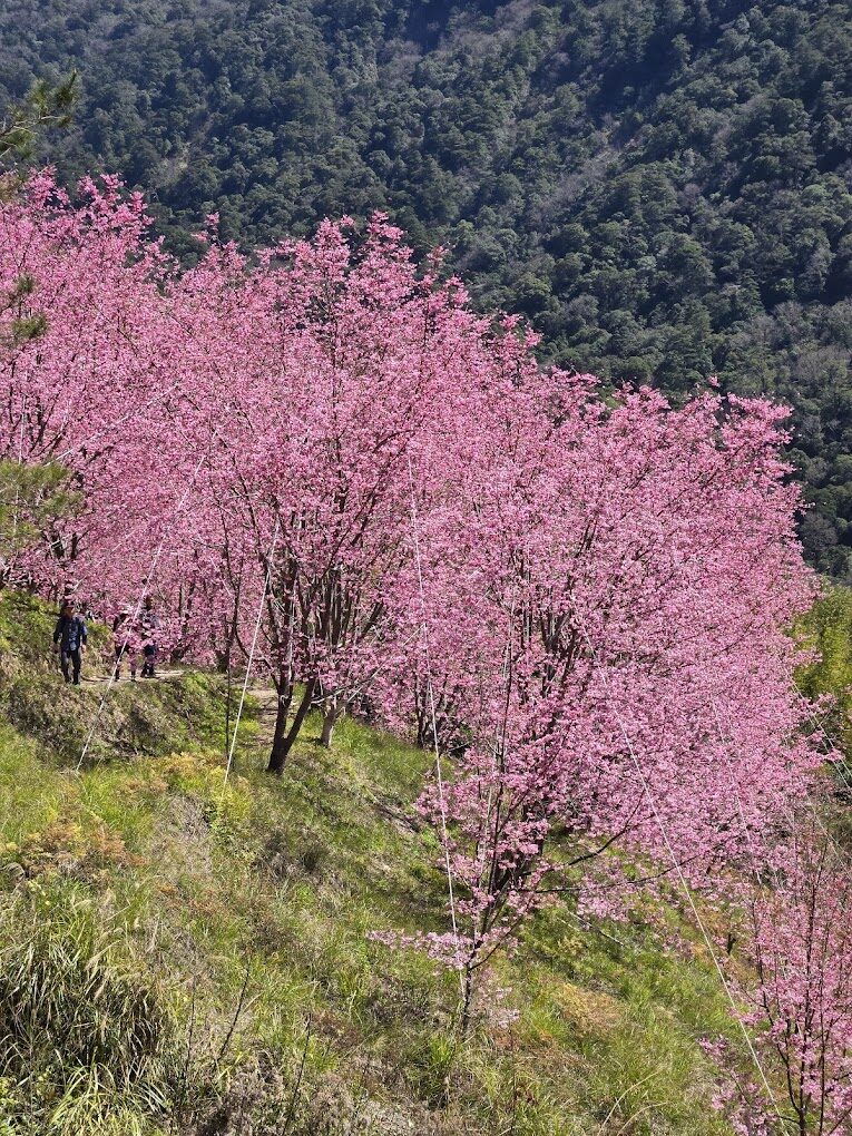 八重櫻旅遊指南｜不可錯過的賞櫻秘境與在地美食推薦