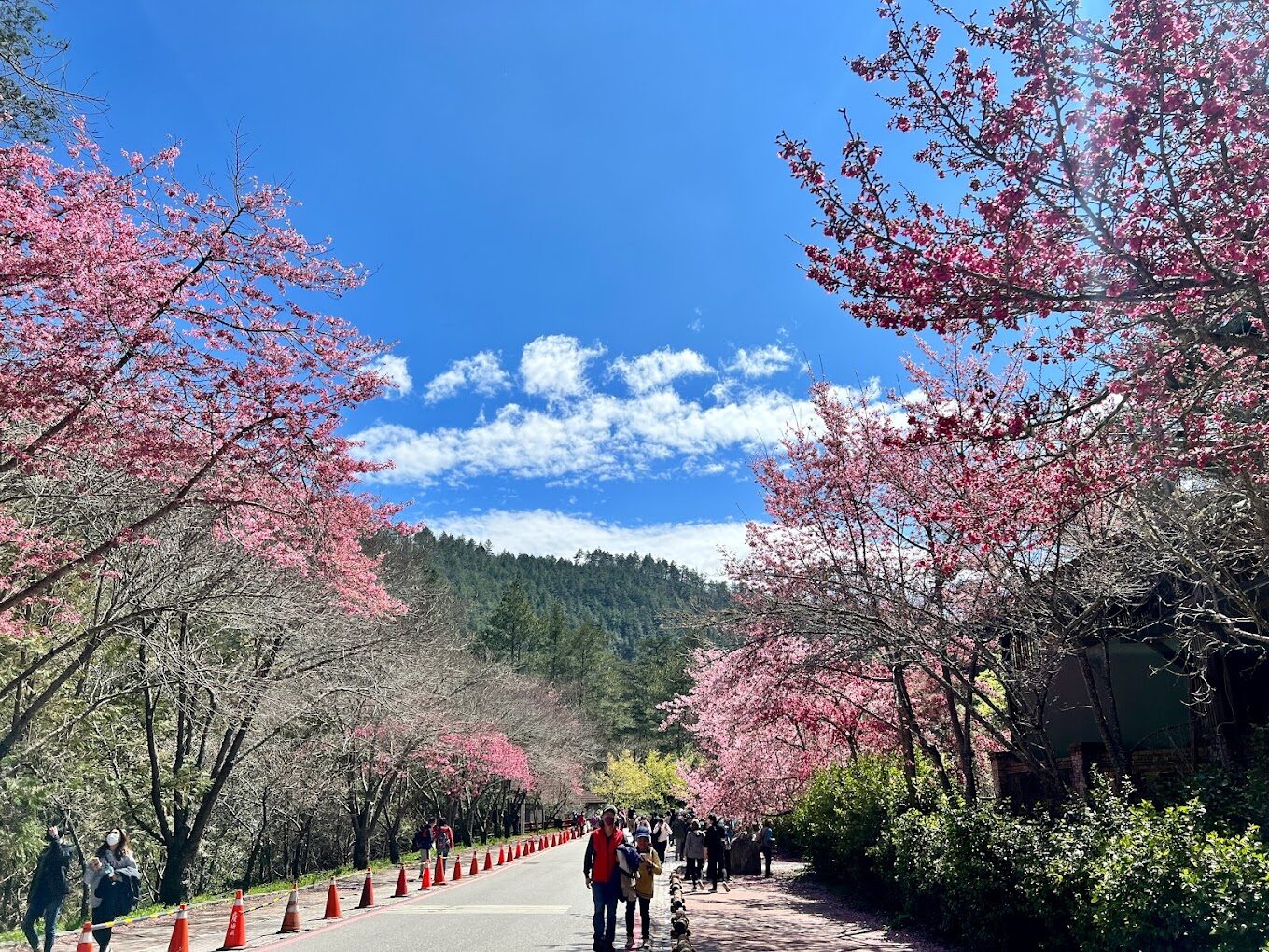 八重櫻旅遊指南｜不可錯過的賞櫻秘境與在地美食推薦
