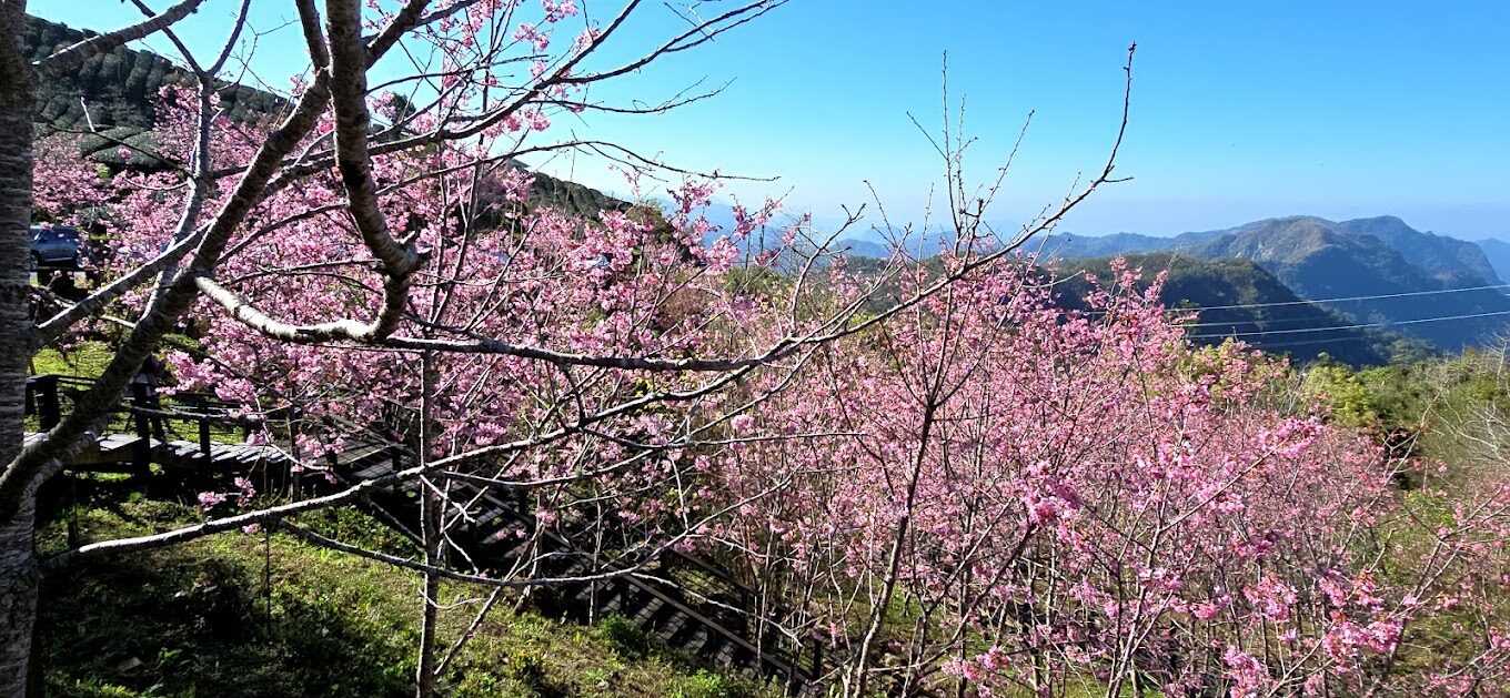 八重櫻旅遊指南｜不可錯過的賞櫻秘境與在地美食推薦