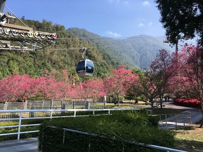 八重櫻旅遊指南｜不可錯過的賞櫻秘境與在地美食推薦