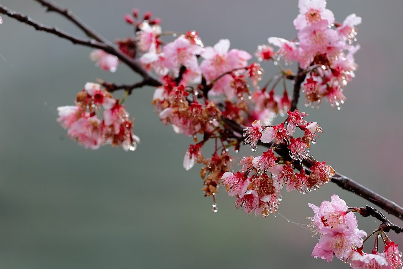 八重櫻旅遊指南｜不可錯過的賞櫻秘境與在地美食推薦