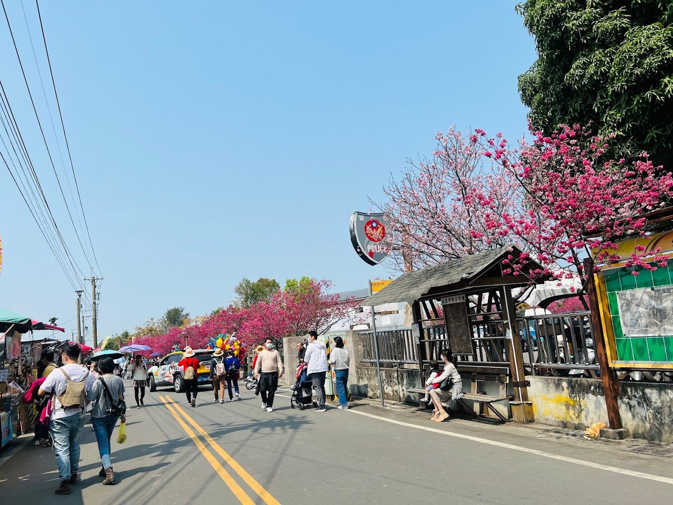 遊客於櫻花林下悠閒漫步