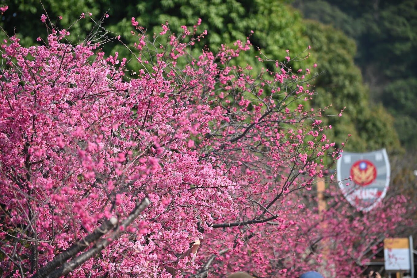 櫻花隧道下夢幻的光影效果