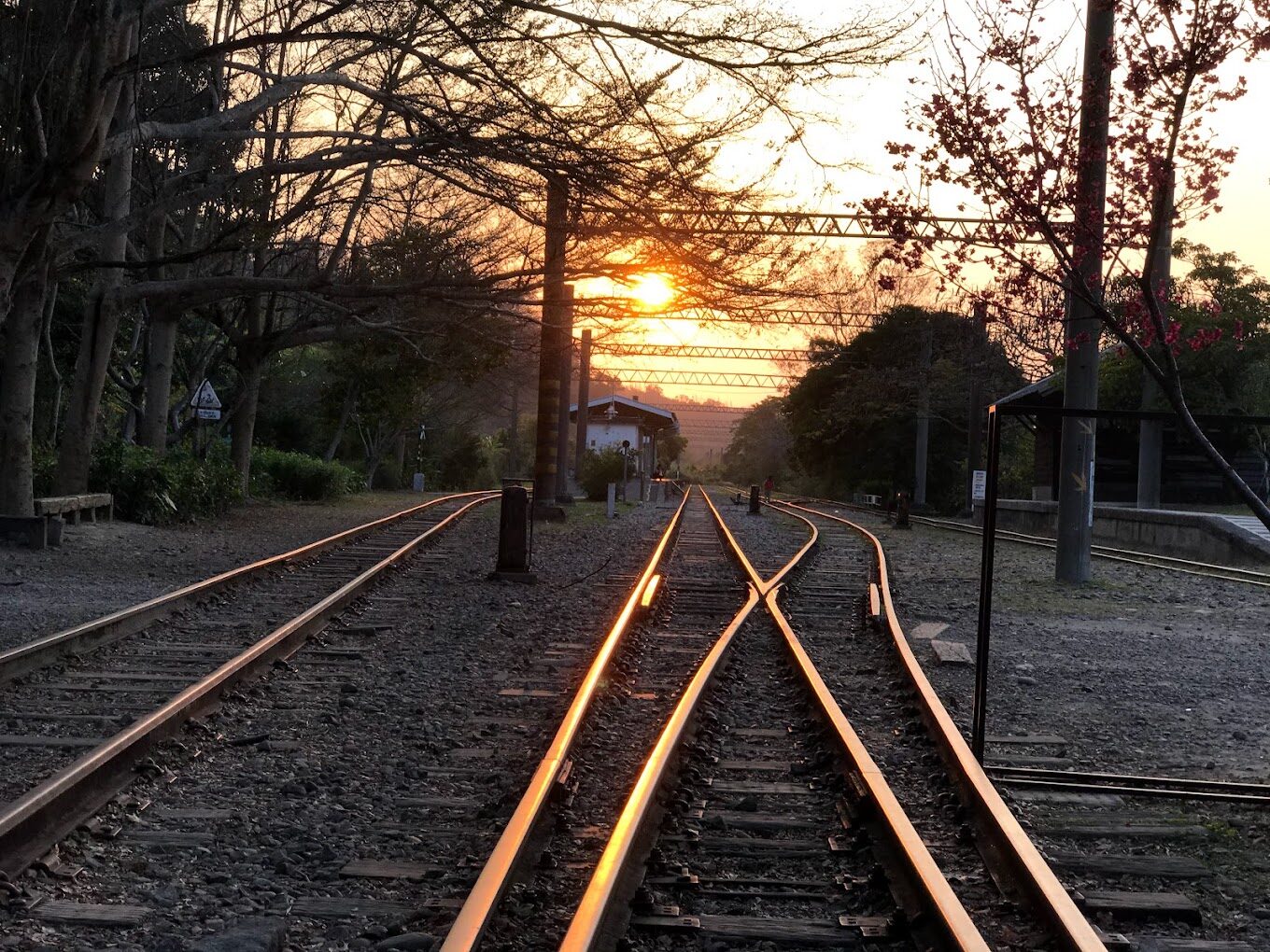 泰安派出所櫻花林：不可錯過的旅遊亮點