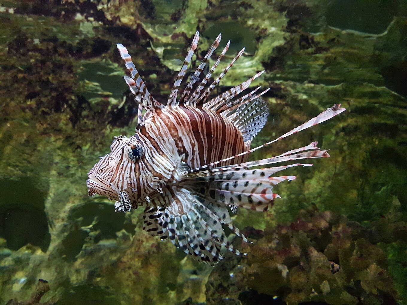 【2025】遊野柳海洋世界不踩雷的必知技巧