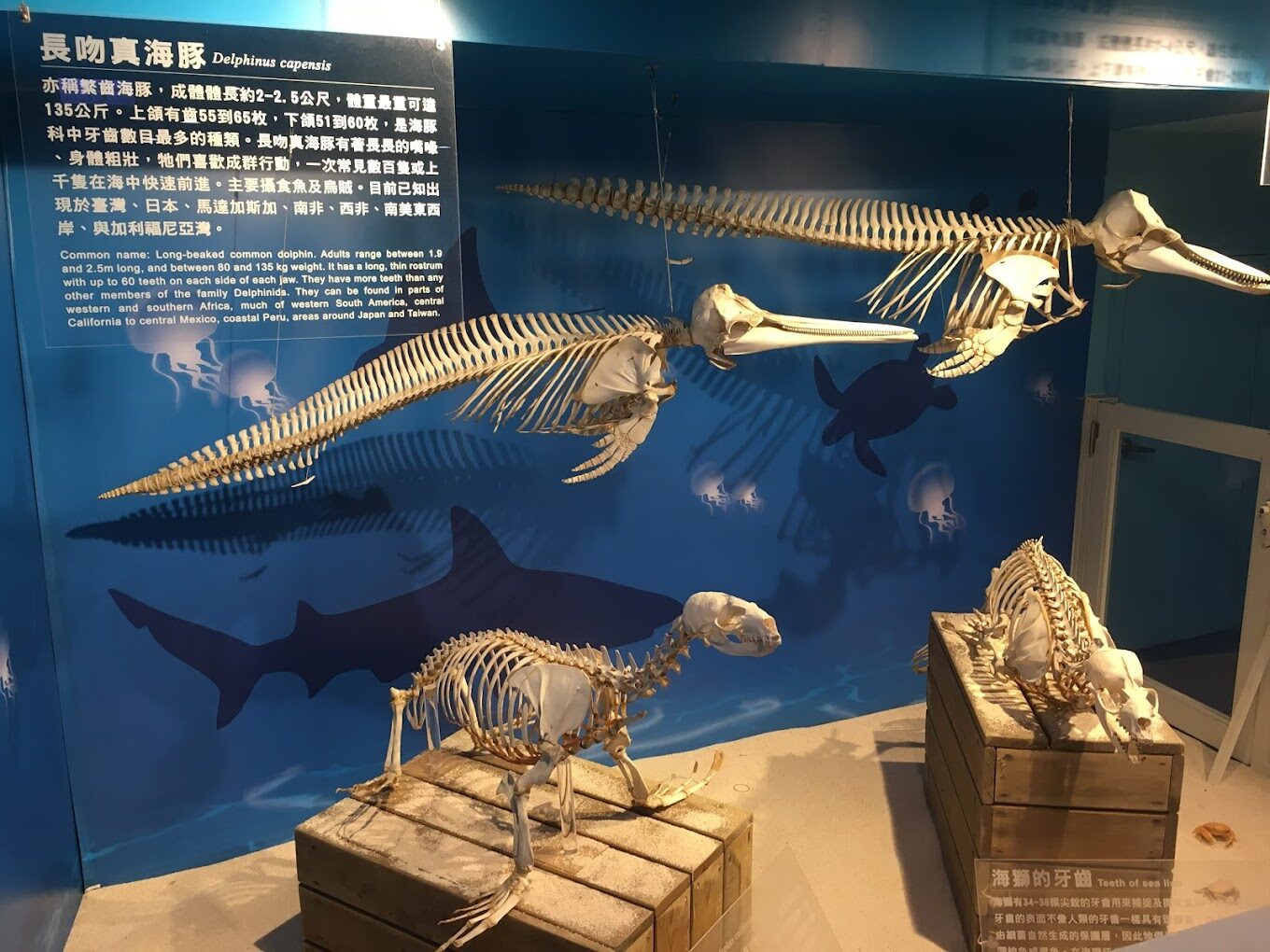 【2025】遊野柳海洋世界不踩雷的必知技巧