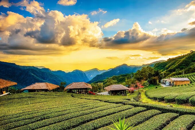 【2025】阿里山旅遊攻略:必訪景點與在地美食推薦