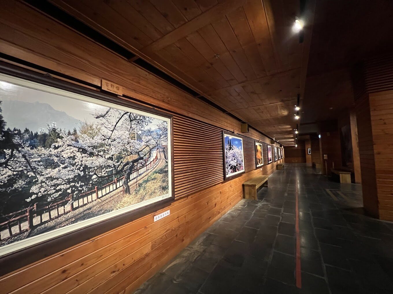 【2025】避免錯過這阿里山小火車的必遊景點