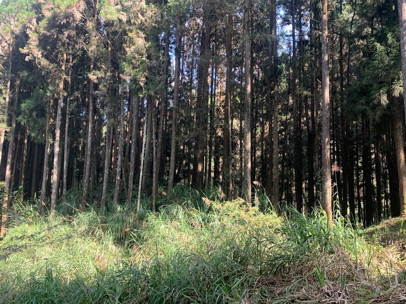 杉林溪大飯店不可錯過的特色｜旅遊達人的親身體驗分享