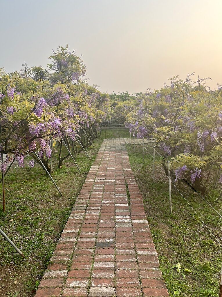 淡水紫藤花園必訪指南|理由讓你流連忘返