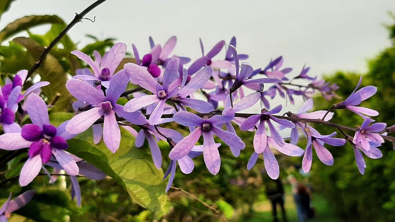 淡水紫藤花園必訪指南|理由讓你流連忘返