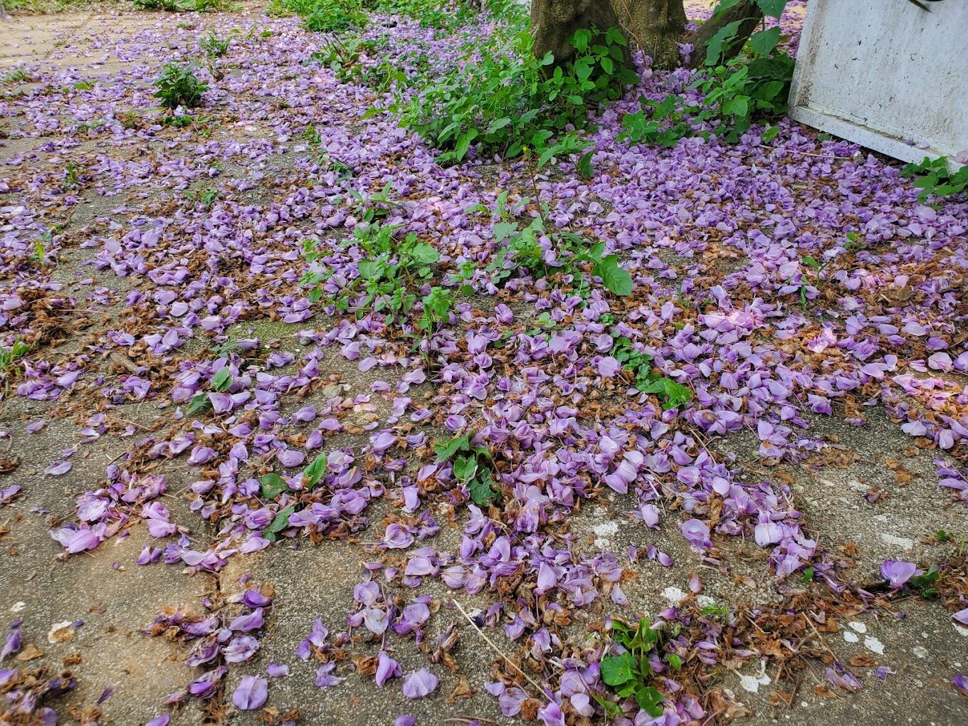 淡水紫藤花園必訪指南|理由讓你流連忘返