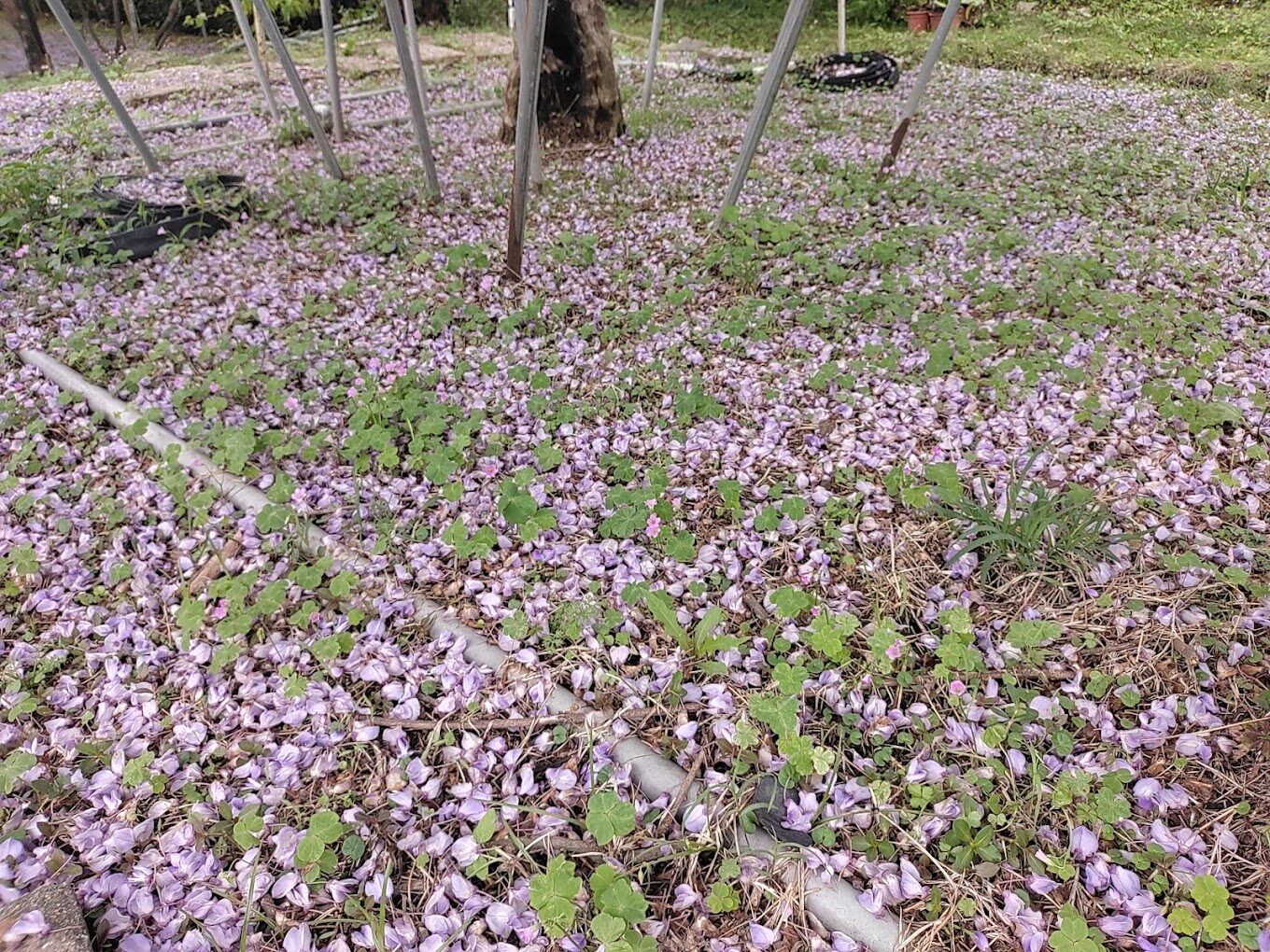 淡水紫藤花園必訪指南|理由讓你流連忘返
