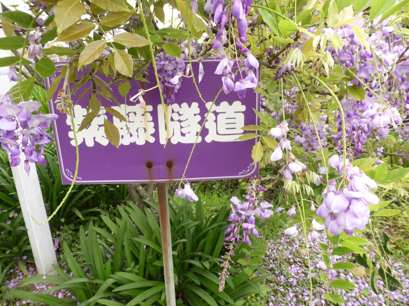 淡水紫藤花園必訪指南｜理由讓你流連忘返