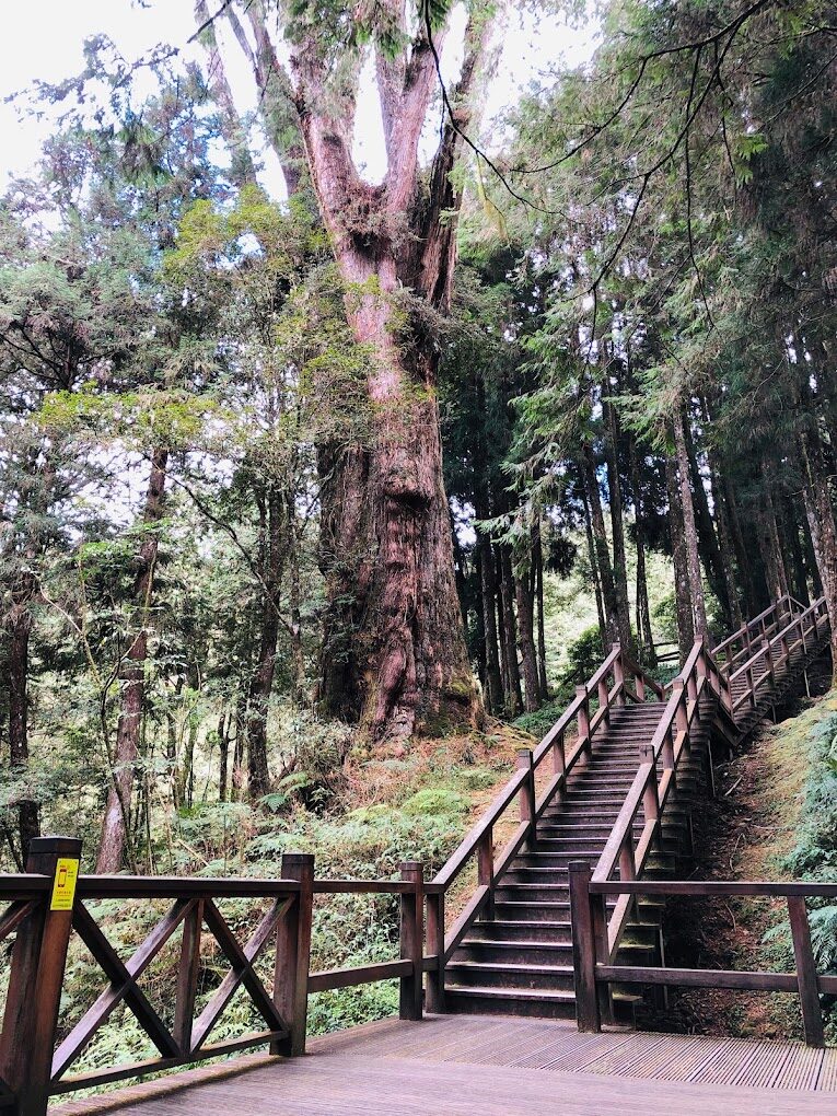 【2025】阿里山必去景點大解析｜避開人潮的秘境推薦