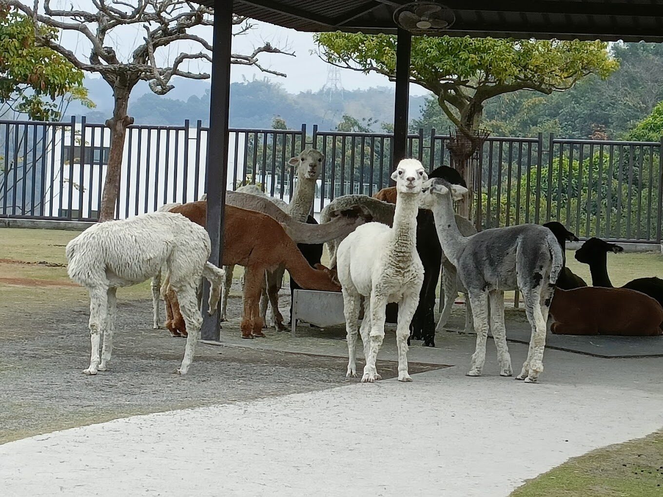 2025九九峰動物樂園必遊攻略｜親子同遊的動物互動體驗