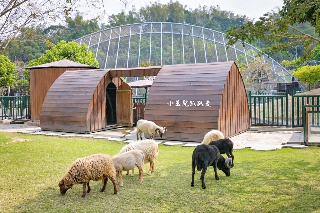 2025九九峰動物樂園必遊攻略｜親子同遊的動物互動體驗