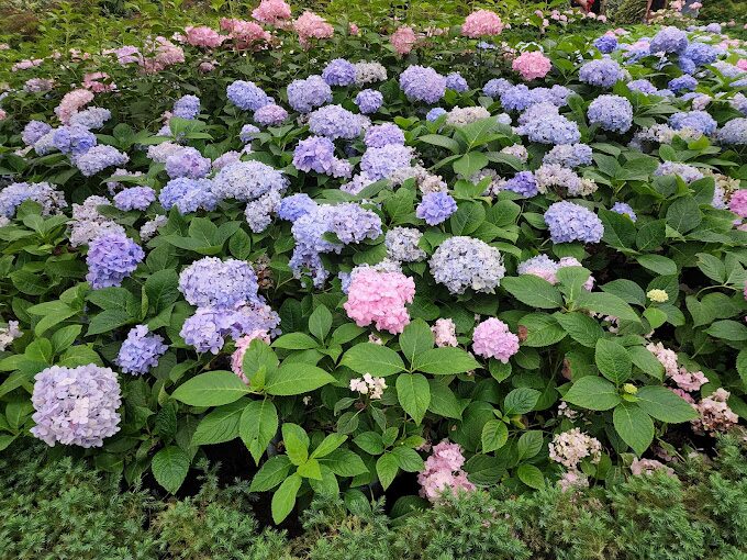 【2025】杉林溪避開人潮的秘境景點｜探索大自然的私密角落