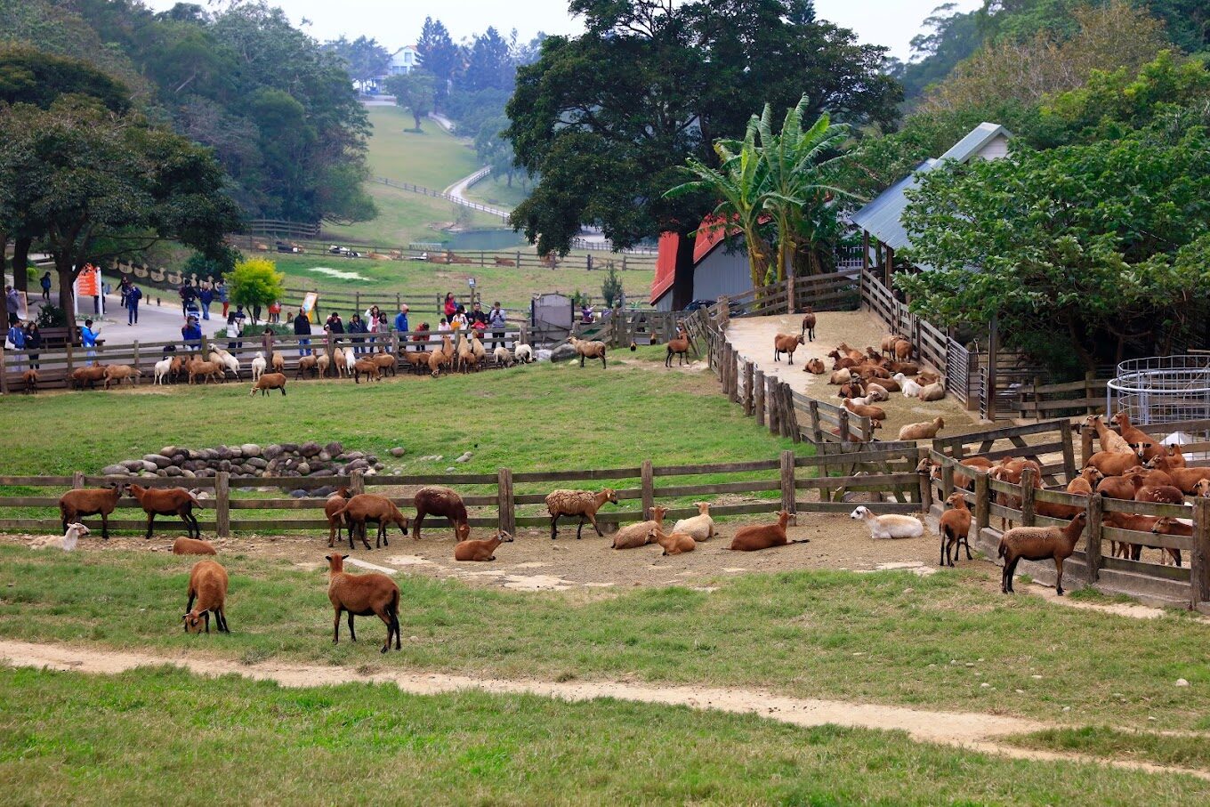 【2025】飛牛牧場旅遊全攻略｜避免浪費時間的小貼士