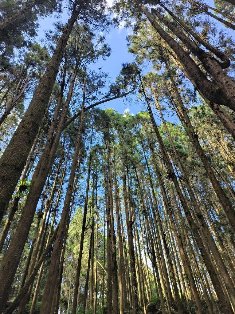 杉林溪秘境探索 | 不容錯過的絕美景點