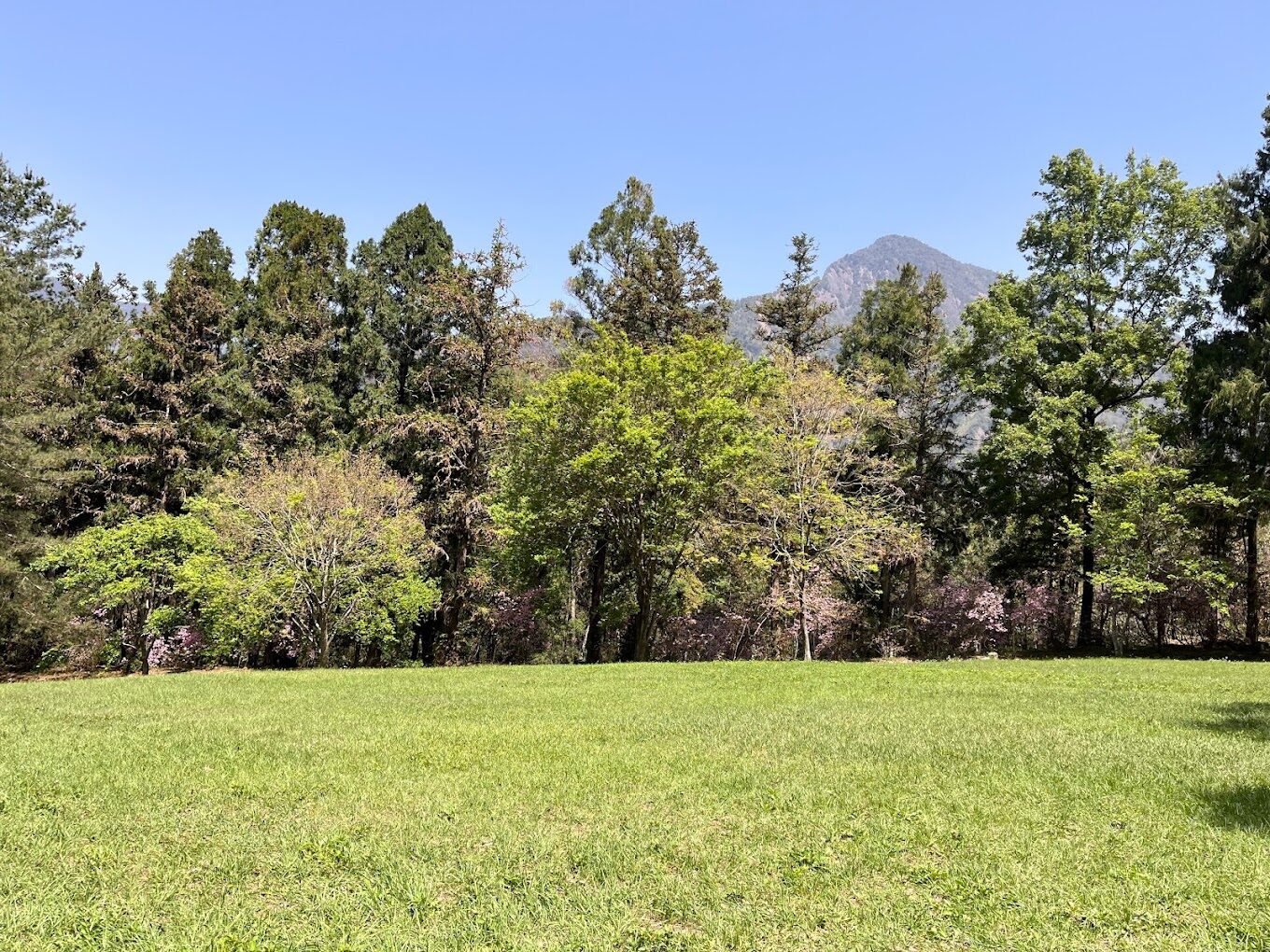 【2025】惠蓀林場必遊景點｜不容錯過的森林秘境