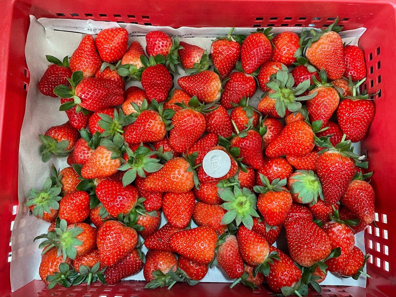 大湖草莓旅遊攻略：你絕不能錯過的必訪點