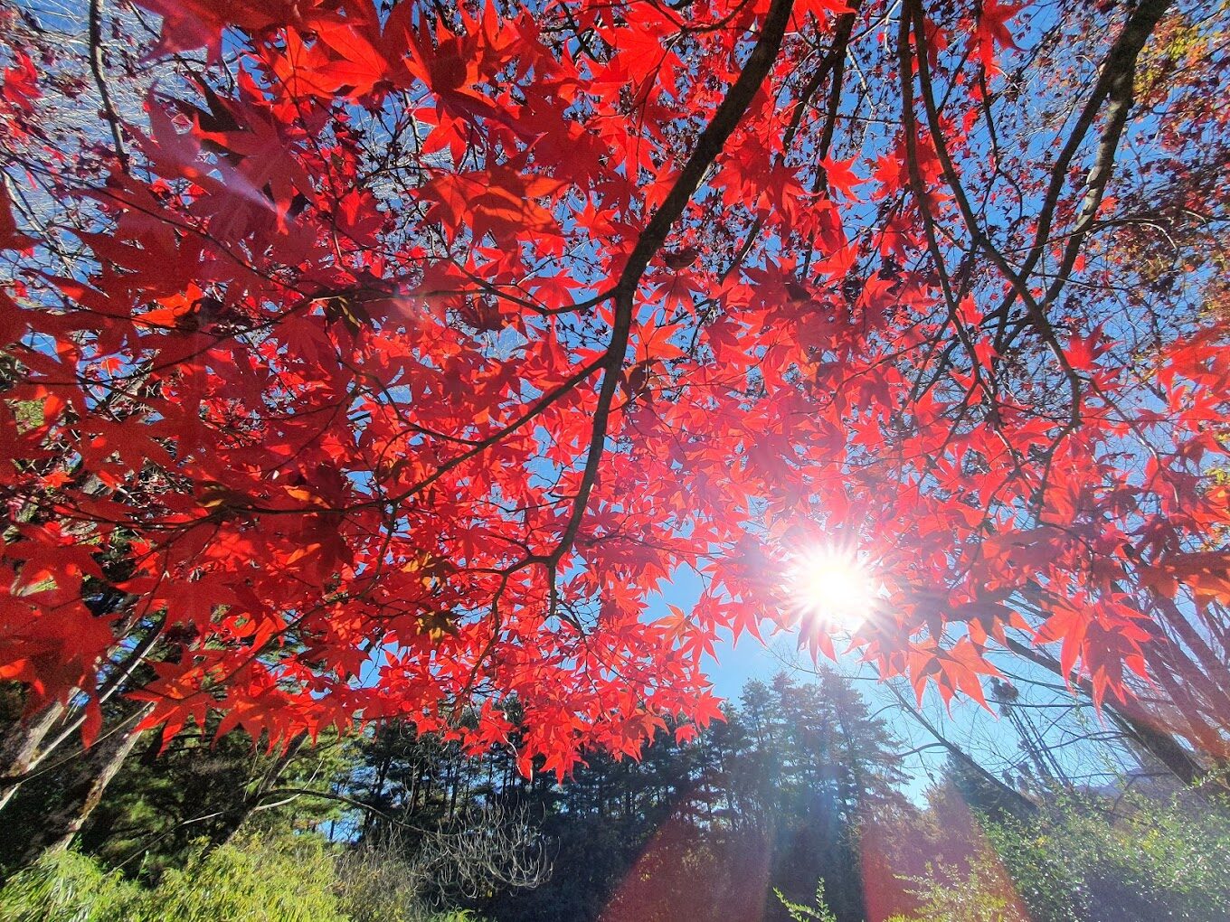 福壽山農場秋季必訪景點｜拍照打卡熱點攻略