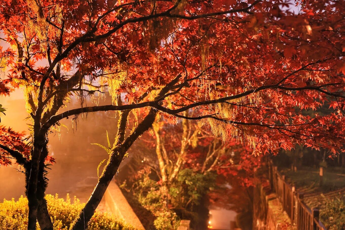 太平山莊旅遊指南｜不可錯過的體驗