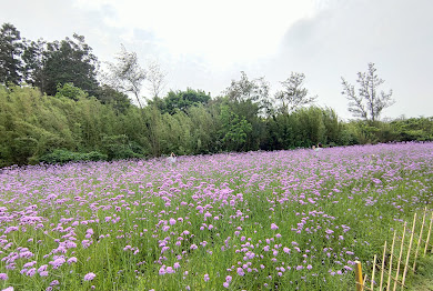 【2025】桃園農場必去景點｜踏上農村輕旅行，體驗不一樣的田園風光