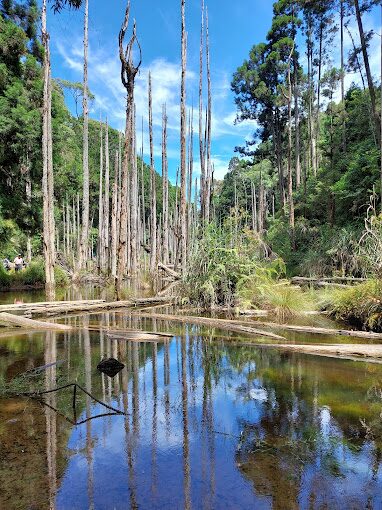 【2025】杉林溪必逛景點｜第一次來就不該錯過的絕美風光