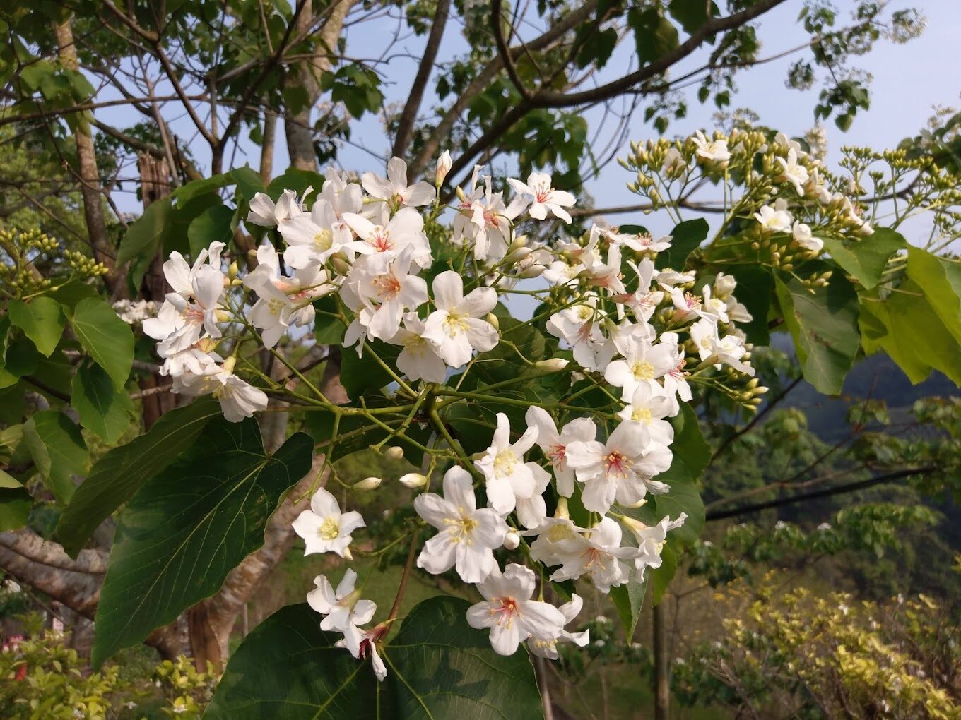 東勢林場必玩活動｜不可錯過的自然體驗